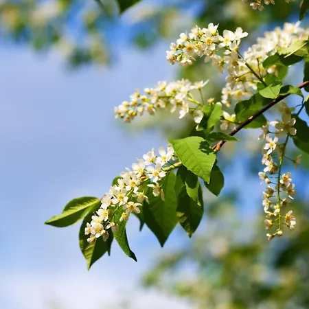 Double Linden Blossom * Schuttertal