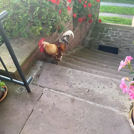 Pensionat Double Linden Blossom Schuttertal